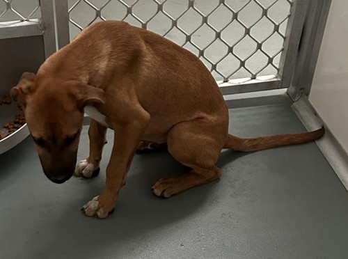 Photo for animal #18725