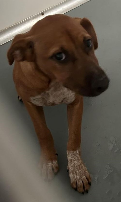 Photo for animal #18724