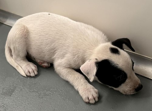 Photo for animal #19236