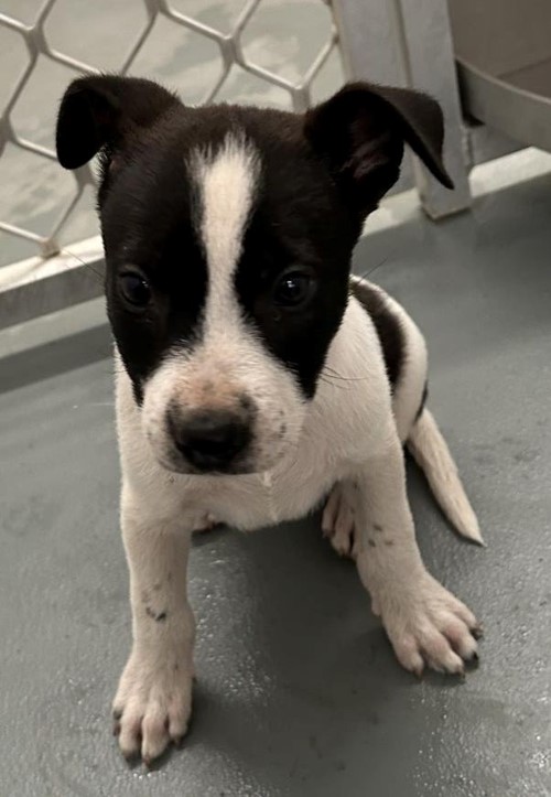 Photo for animal #19237