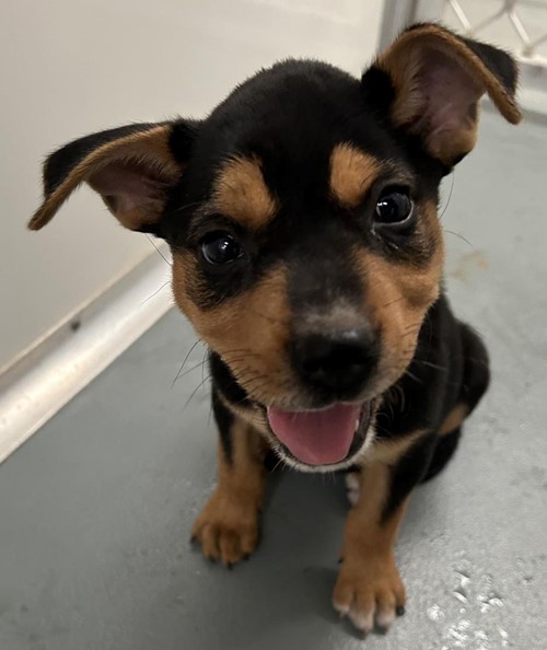 Photo for animal #19238