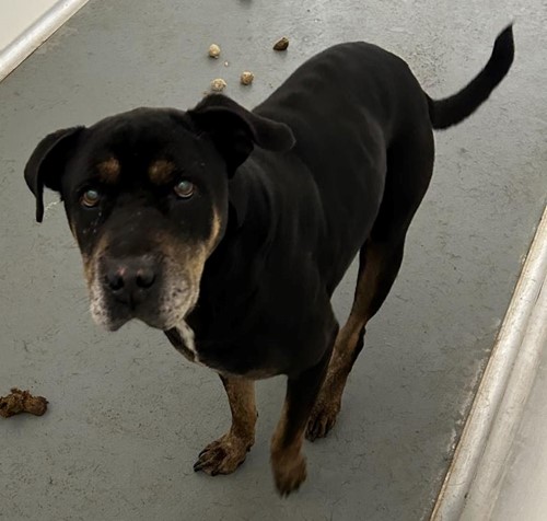 Photo for animal #19273