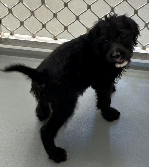 Photo for animal #19300