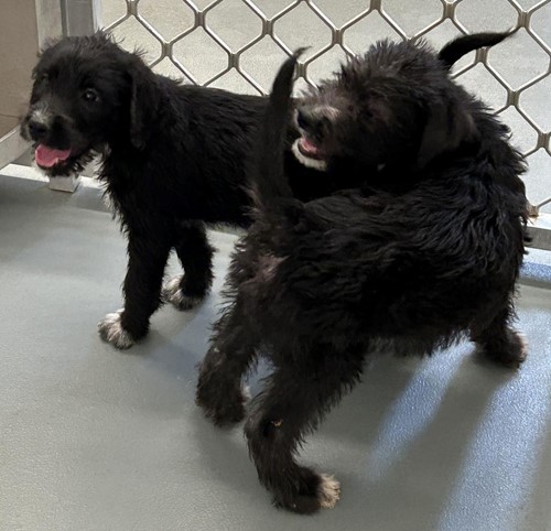 Photo for animal #19301