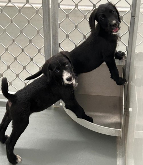 Photo for animal #19303