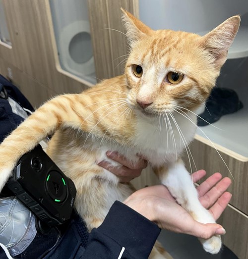 Photo for animal #19342