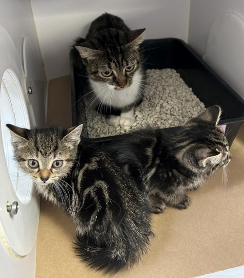 Photo for animal #19525