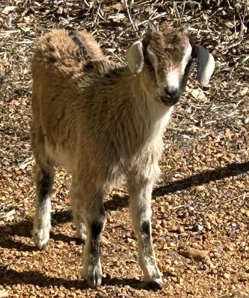 Photo for animal #19774