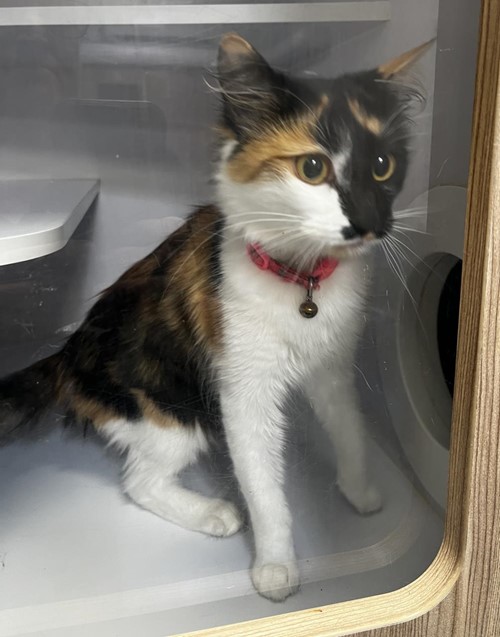 Photo for animal #19419