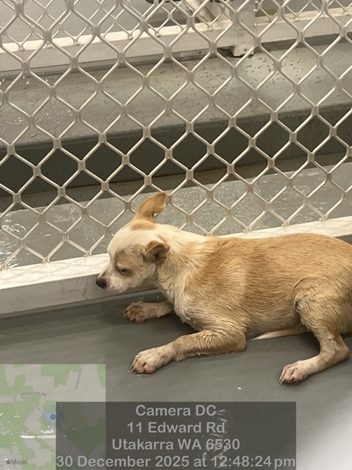 Photo for animal #18993