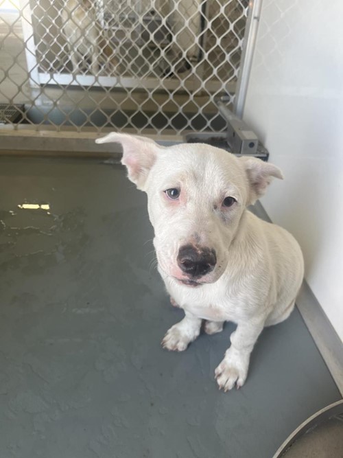 Photo for animal #18992