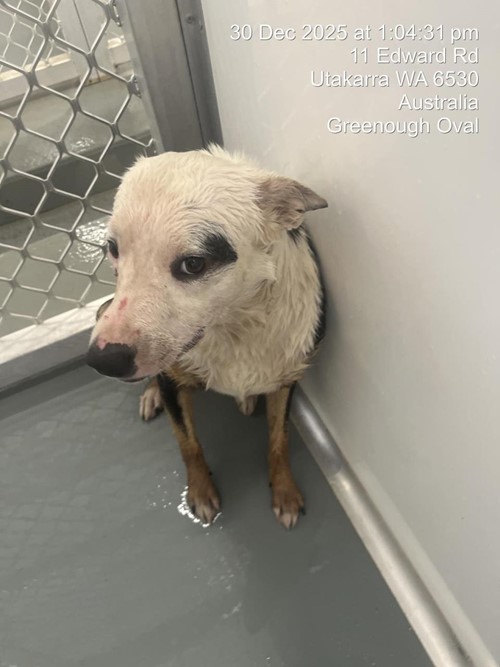 Photo for animal #18989