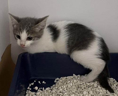 Photo for animal #17979