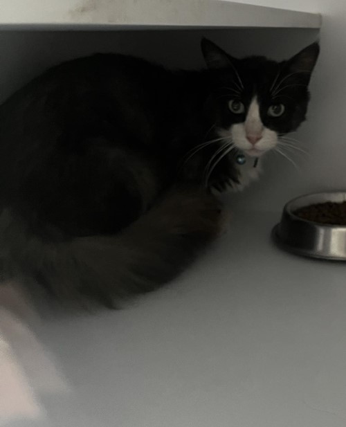 Photo for animal #18920