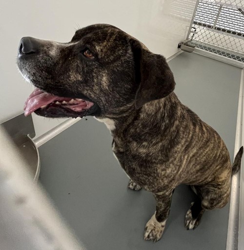 Photo for animal #18926