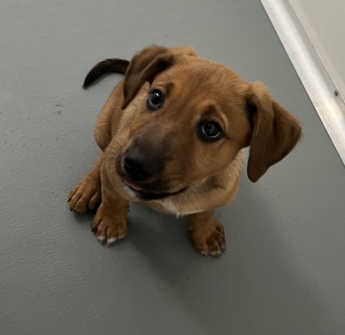 Photo for animal #18929