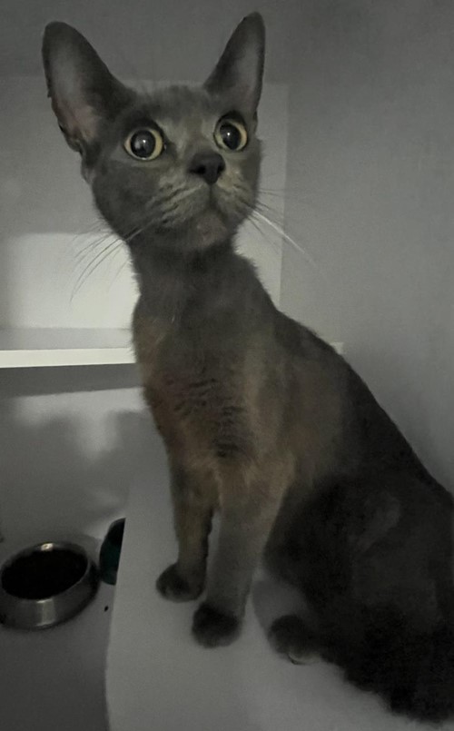 Photo for animal #18969