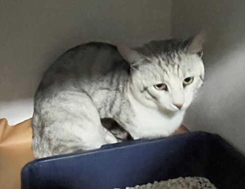 Photo for animal #18970