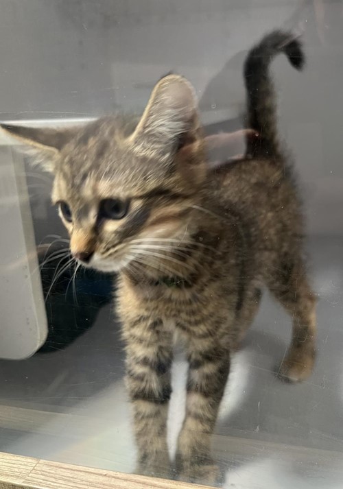 Photo for animal #18985