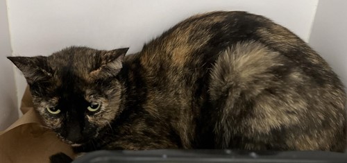 Photo for animal #18987