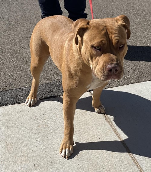 Photo for animal #18995