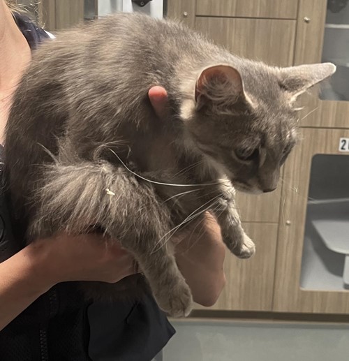 Photo for animal #18997