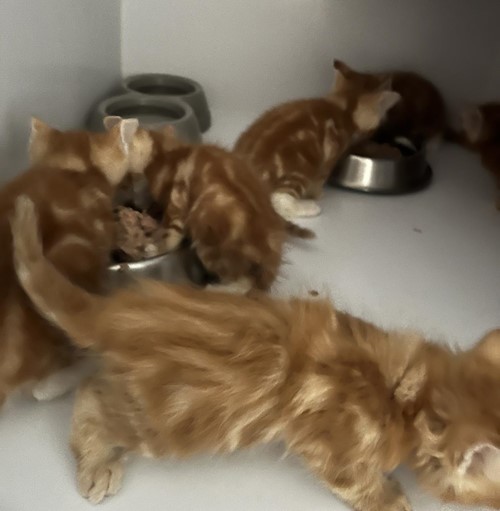 Photo for animal #19022