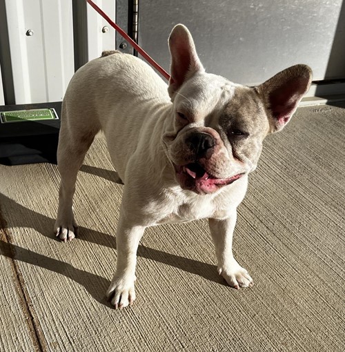 Photo for animal #19239