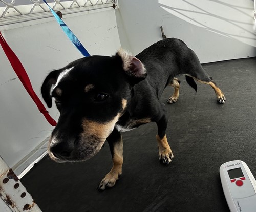 Photo for animal #19353