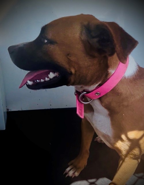 Photo for animal #19211