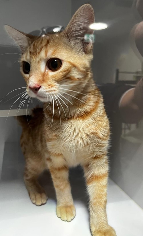 Photo for animal #19044