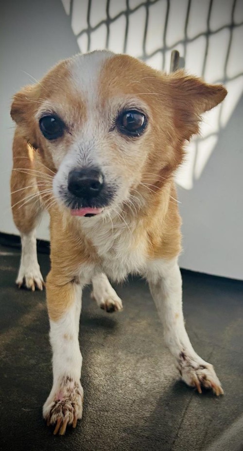 Photo for animal #19056