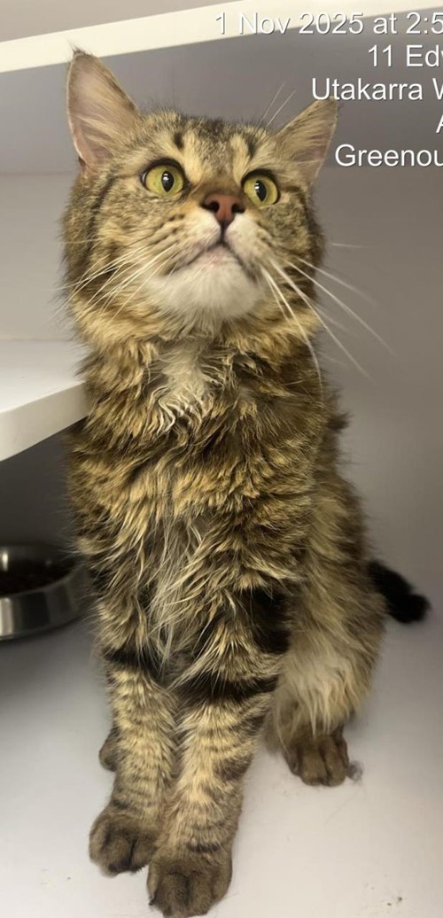 Photo for animal #18740