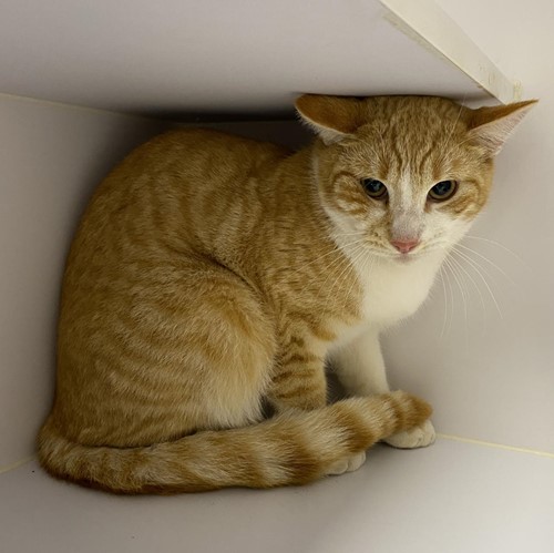 Photo for animal #14380