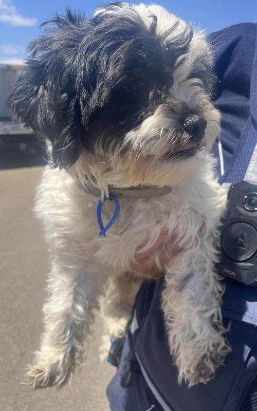 Photo for animal #18930