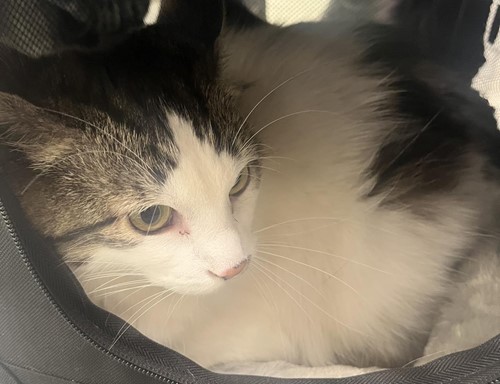 Photo for animal #19223