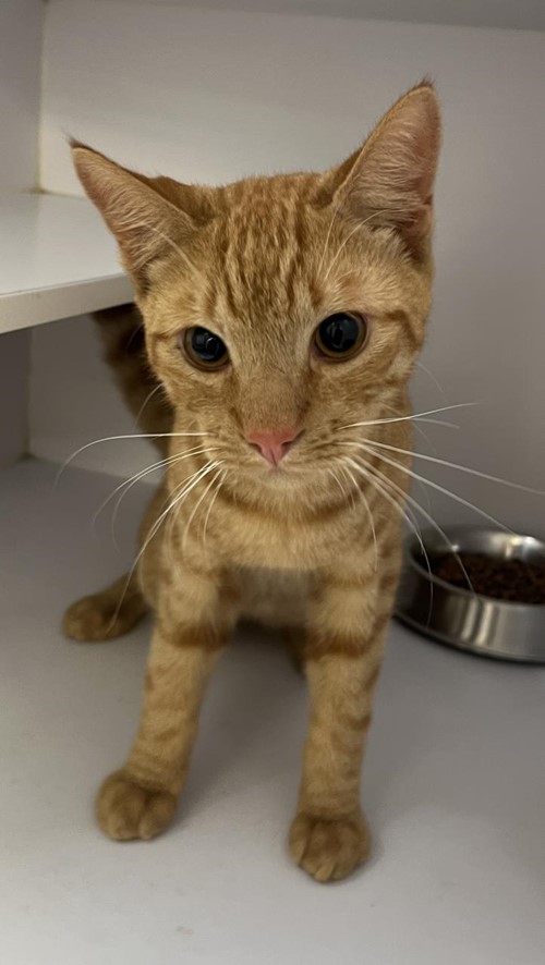 Photo for animal #19234