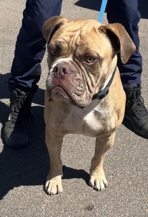 Photo for animal #19290