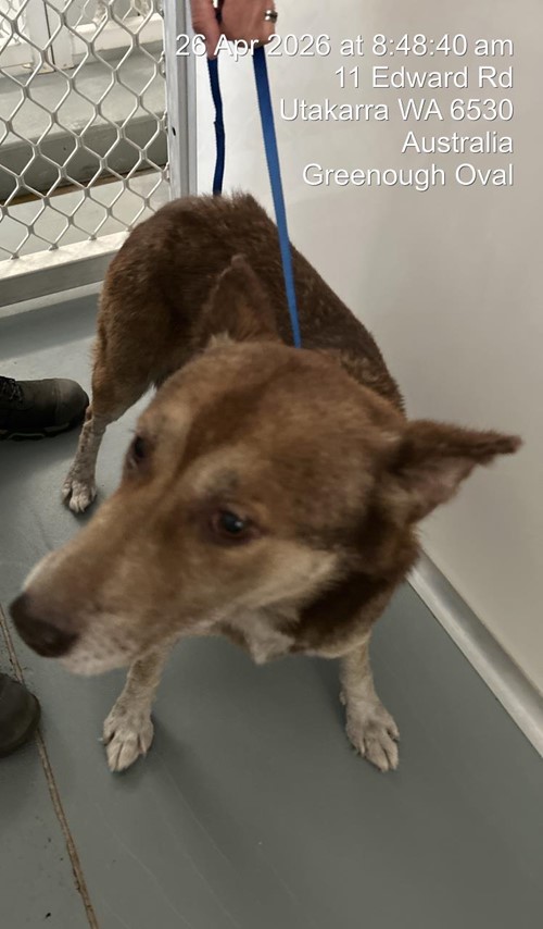 Photo for animal #19553