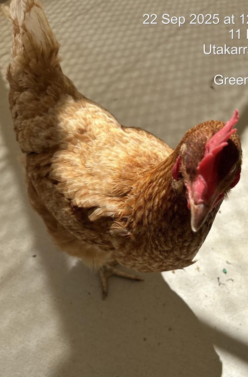 Photo for animal #18533