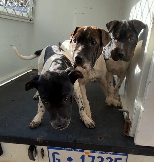 Photo for animal #18880