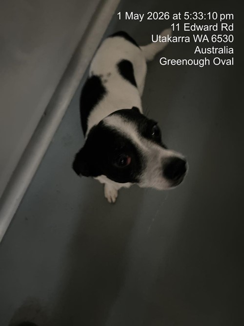 Photo for animal #19595