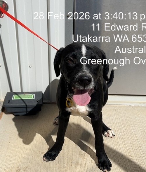 Photo for animal #19268