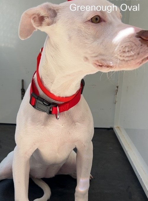 Photo for animal #18931