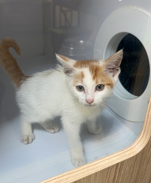 Photo for animal #18866