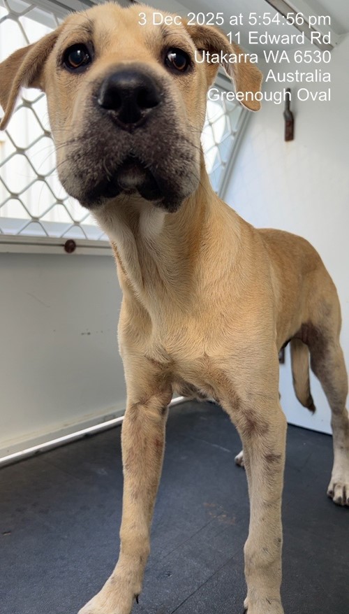 Photo for animal #18924