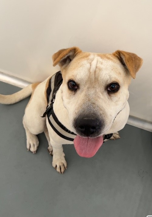 Photo for animal #19018