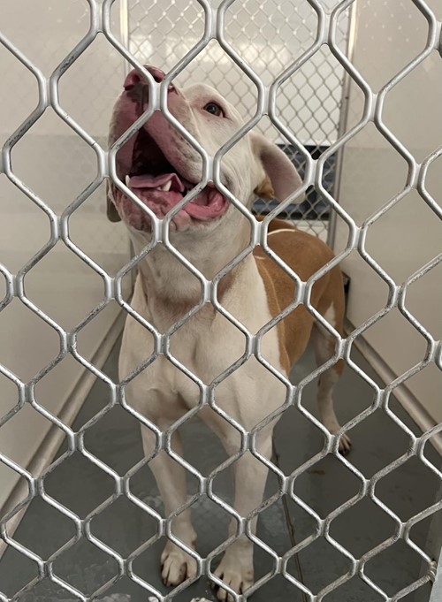 Photo for animal #19230