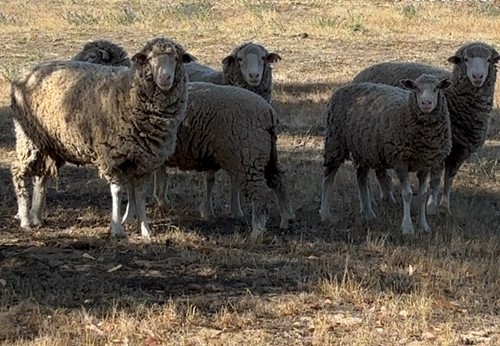 Photo for animal #18821