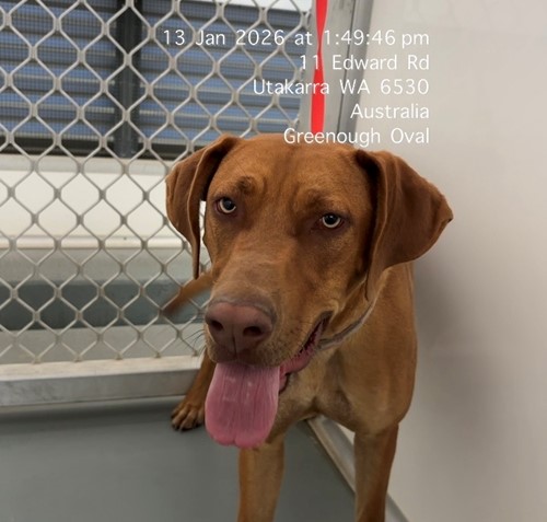 Photo for animal #19047